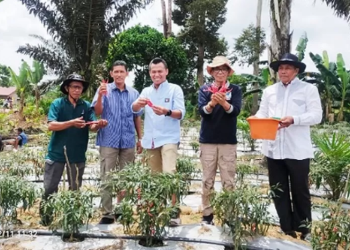 Wakil Bupati Bakhtiar Panen Raya Cabai di Kecamatan Pemayung