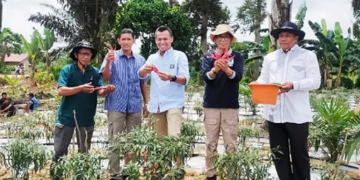 Wakil Bupati Bakhtiar Panen Raya Cabai di Kecamatan Pemayung