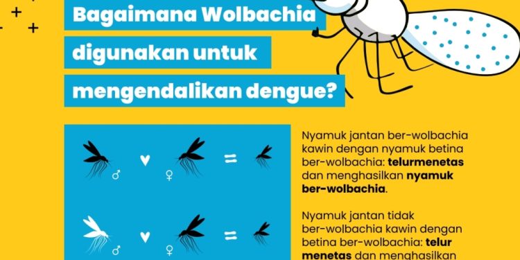 Kemenkes Sampaikan dengan Inovasi Wolbachia, Cara Ampuh dan Hemat Kendalikan Demam Berdarah