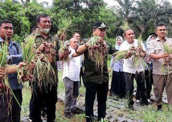 Pj Bupati Merangin  Panen Perdana Bawang Merah bersama Kepala OPD 