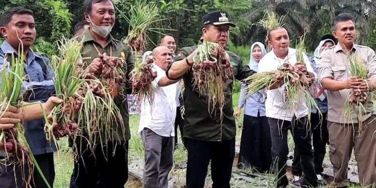 Pj Bupati Merangin Panen Perdana Bawang Merah bersama Kepala OPD