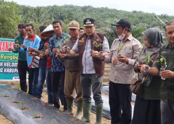 Pj Bupati Merangin Canangkan Gerakan Tanam Cabe di Desa Tanjung Benuang 