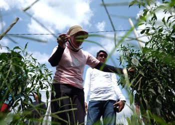 PJ Bupati, Sekda Beserta Ketua TP PKK Melakukan Peninjauan dan Melihat Langsung Lahan Pertanian Cabe