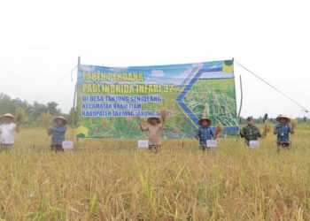 Panen Padi di Desa Tanjung Senjulang, Bupati Anwar Sadat Komitmen Majukan Petani