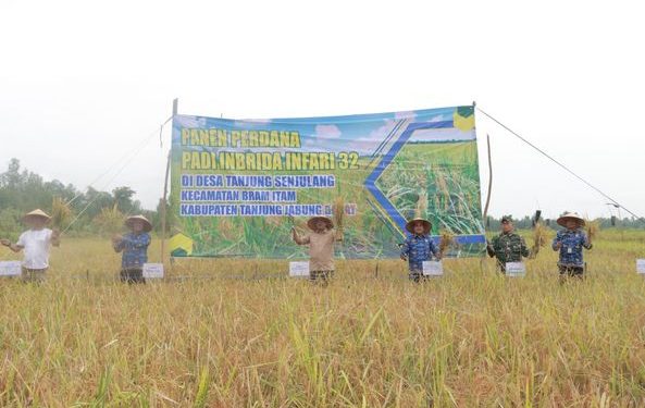 Panen Padi di Desa Tanjung Senjulang, Bupati Anwar Sadat Komitmen Majukan Petani