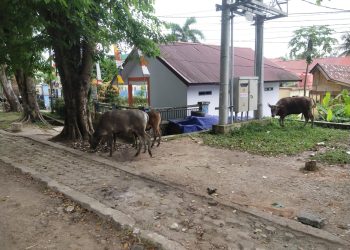 Binatang Sapi Berkeliaran di depan Perkantoran Kabupaten Merangin 