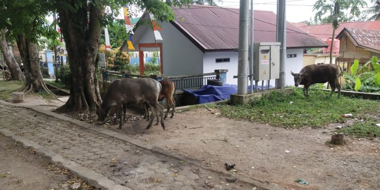 Binatang Sapi Berkeliaran di depan Perkantoran Kabupaten Merangin 