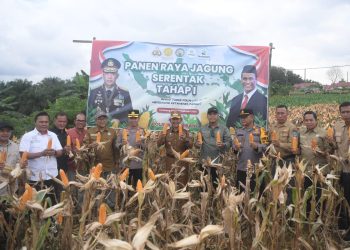 Wakil Bupati Merangin Khafid Moein  Bersama Kapolres Panen Raya Jagung