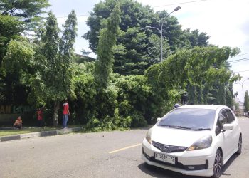 Secara tiba-tiba Pohon Roboh di dekat Jembatan Layang Kabupaten Merangin, Menimpa  Mobil dan Menghalangi Jalan