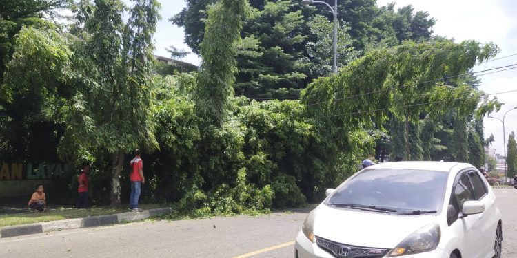 Secara tiba-tiba Pohon Roboh di dekat Jembatan Layang Kabupaten Merangin, Menimpa  Mobil dan Menghalangi Jalan