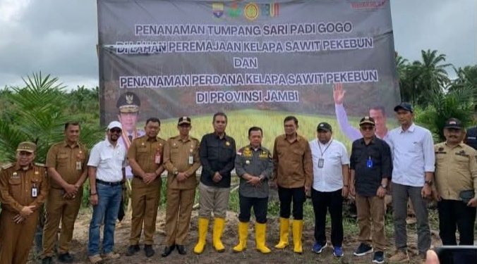Sekda Muaro Jambi Dampingi Kementan Tanam Padi Gogo di Lahan Sawit Rakyat