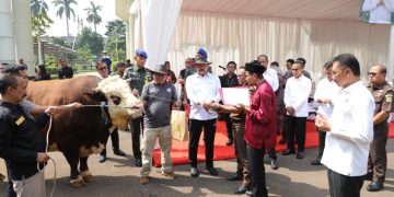 Kejaksaan Agung Serahkan Hewan Korban Idul Adha 1446 H Sebanyak 37 ekor Sapi, 9 ekor Kambing dan 1 ekor Domba