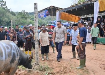 Sambut Bulan Puasa Ramadhan, Bupati Merangin M Syukur Buka Tradisi Adat Mantai Kerbau Besamo di Desa Bukit Perentak