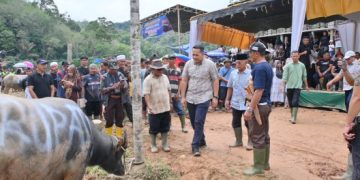 Sambut Bulan Puasa Ramadhan, Bupati Merangin M Syukur Buka Tradisi Adat Mantai Kerbau Besamo di Desa Bukit Perentak