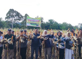 Kadis Tanaman Pangan Merangin bersama Bupati M. Syukur kembali Panen Jagung