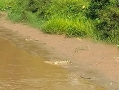 Dua ekor Buaya Muncul di Lubuk Larangan Desa Gelanggang Sungai Manau, Masyarakat diminta Waspada