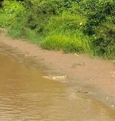 Dua ekor Buaya Muncul di Lubuk Larangan Desa Gelanggang Sungai Manau, Masyarakat diminta Waspada