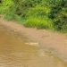 Dua ekor Buaya Muncul di Lubuk Larangan Desa Gelanggang Sungai Manau, Masyarakat diminta Waspada