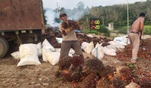 Harga Kelapa Sawit Baik TBS dan Brondolan di Kabupaten Merangin Turun Drastis, dikeluhkan Petani