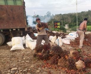 Harga Kelapa Sawit Baik TBS dan Brondolan di Kabupaten Merangin Turun Drastis, dikeluhkan Petani