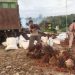 Harga Kelapa Sawit Baik TBS dan Brondolan di Kabupaten Merangin Turun Drastis, dikeluhkan Petani