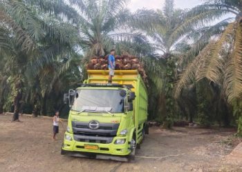 Harga Kelapa Sawit Baik TBS dan Brondolan di Kabupaten Merangin Kembali Naik