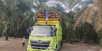 Harga Kelapa Sawit Baik TBS dan Brondolan di Kabupaten Merangin Kembali Naik