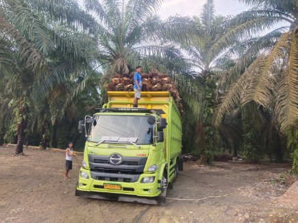 Harga Kelapa Sawit Baik TBS dan Brondolan di Kabupaten Merangin Kembali Naik
