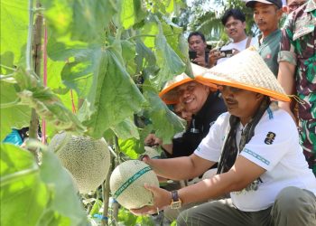 Panen 16 Ton Melon di Kuala Dasal, Bupati Dorong Desa Jadi Sentra Hortikultura