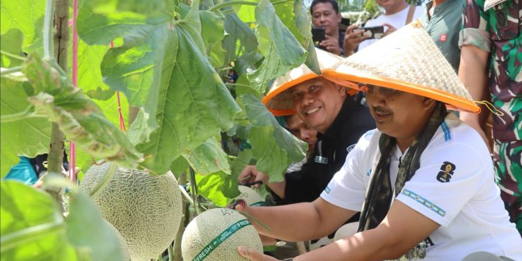 Panen 16 Ton Melon di Kuala Dasal, Bupati Dorong Desa Jadi Sentra Hortikultura