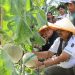Panen 16 Ton Melon di Kuala Dasal, Bupati Dorong Desa Jadi Sentra Hortikultura