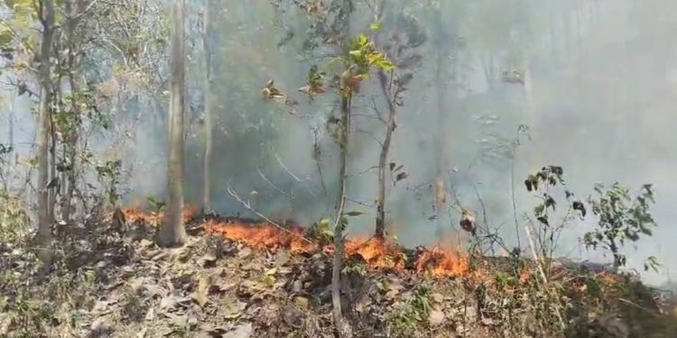 BNPB Sampaikan Perkembangan Situasi dan Penanganan Karhutla di Tanah Air, Salah Satunya di Jambi